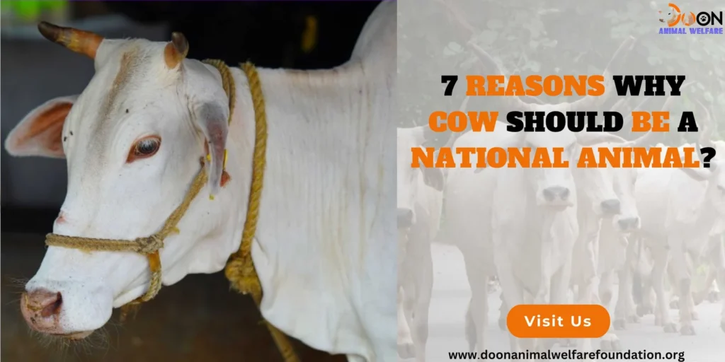 Why Cow Should Be a National Animal