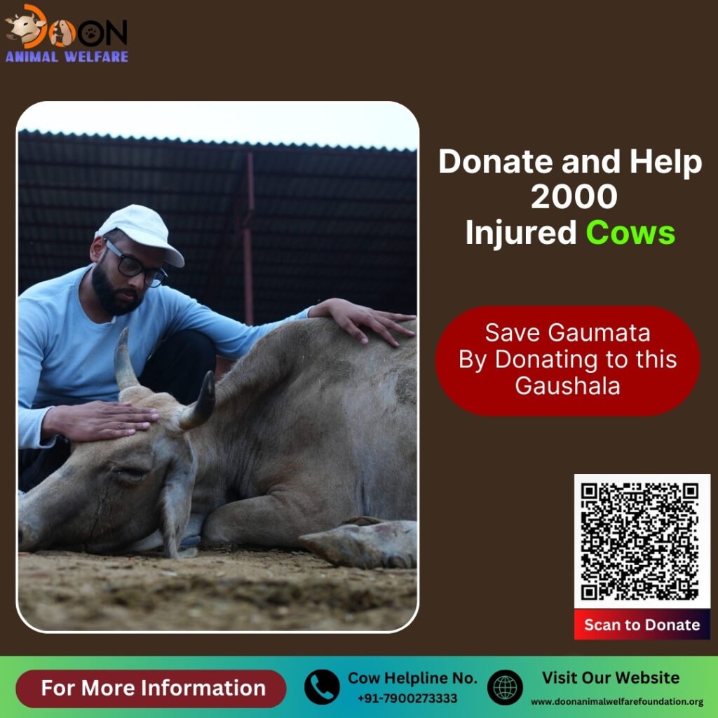 Donate and Help Cows
