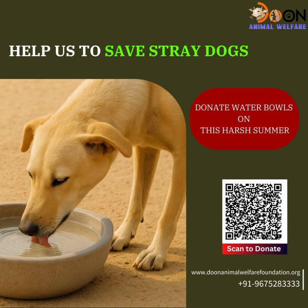 Save Dogs