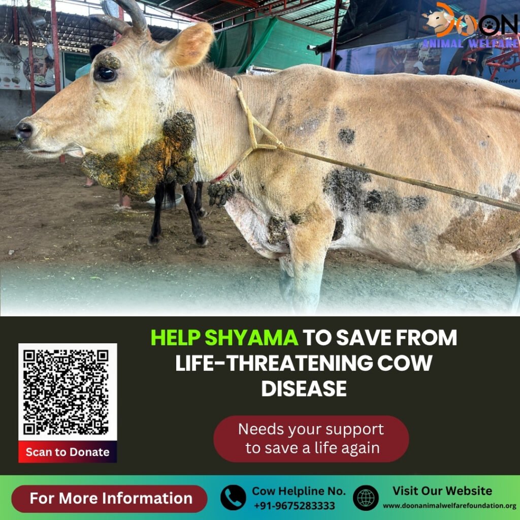Cow Disease Treatment