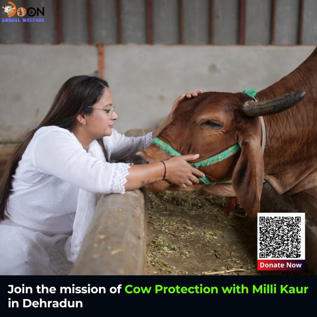 Cow Protection