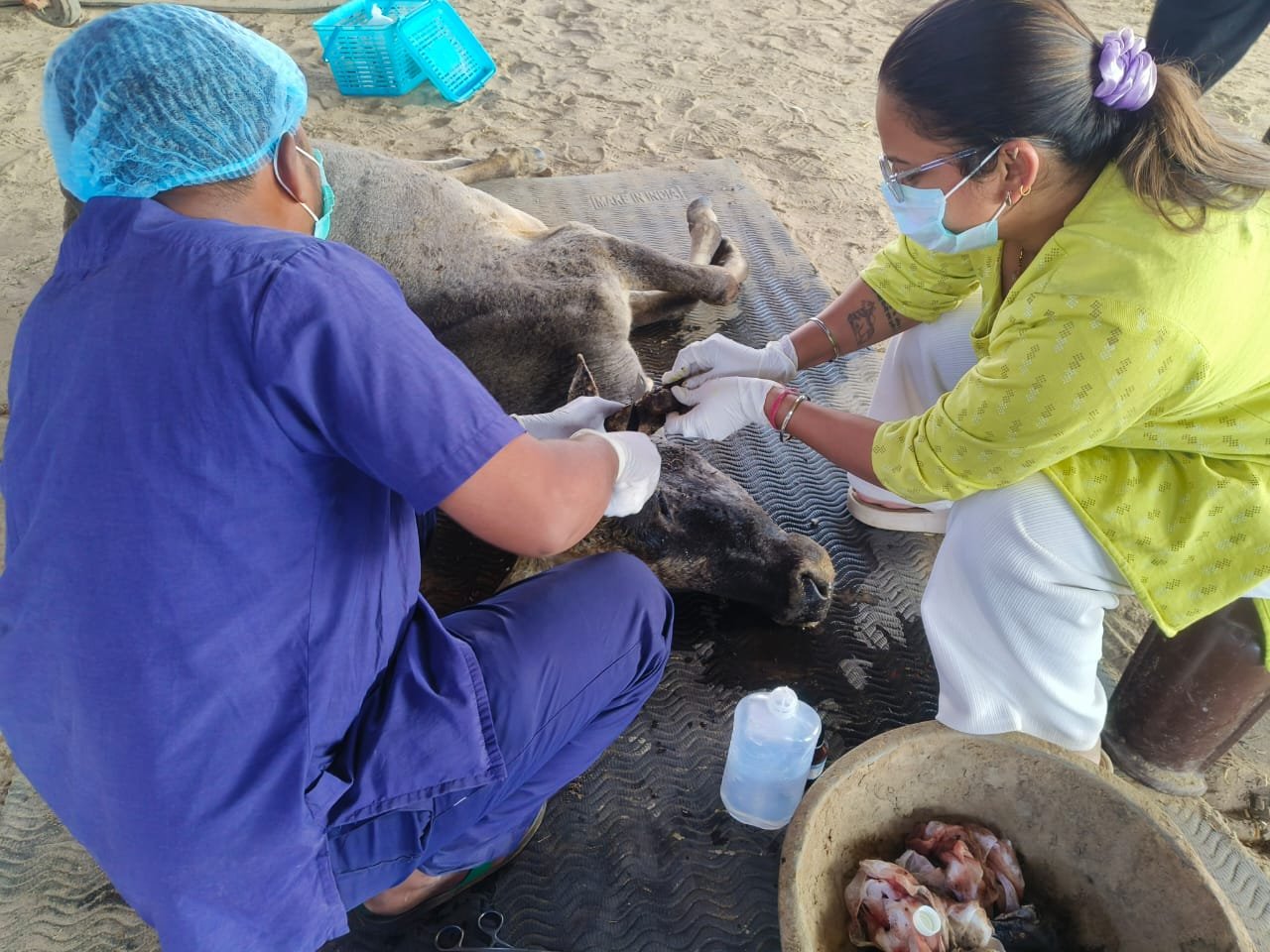 Daily animal care at Doon Animal Welfare Foundation