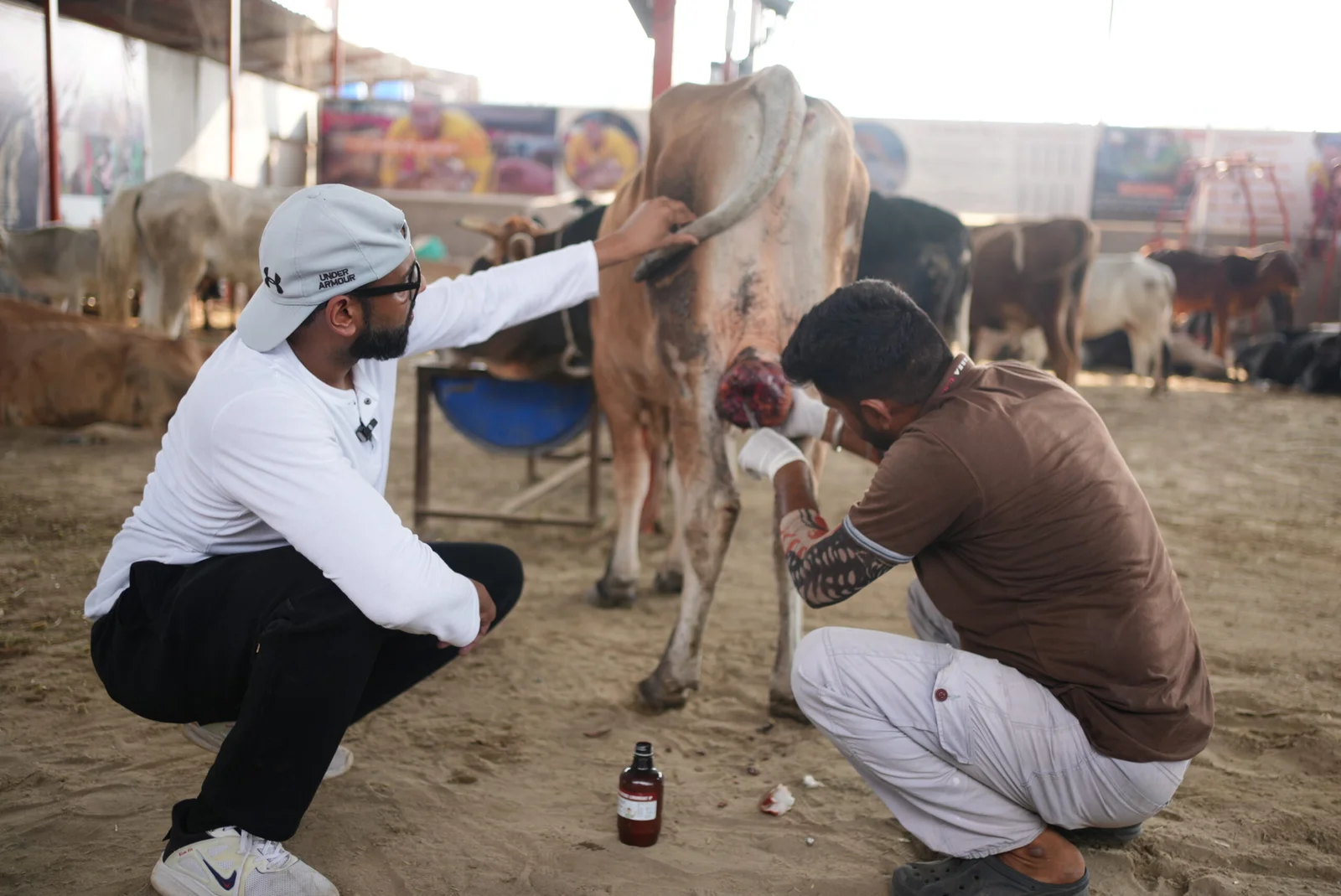 Medical care being provided to an animal