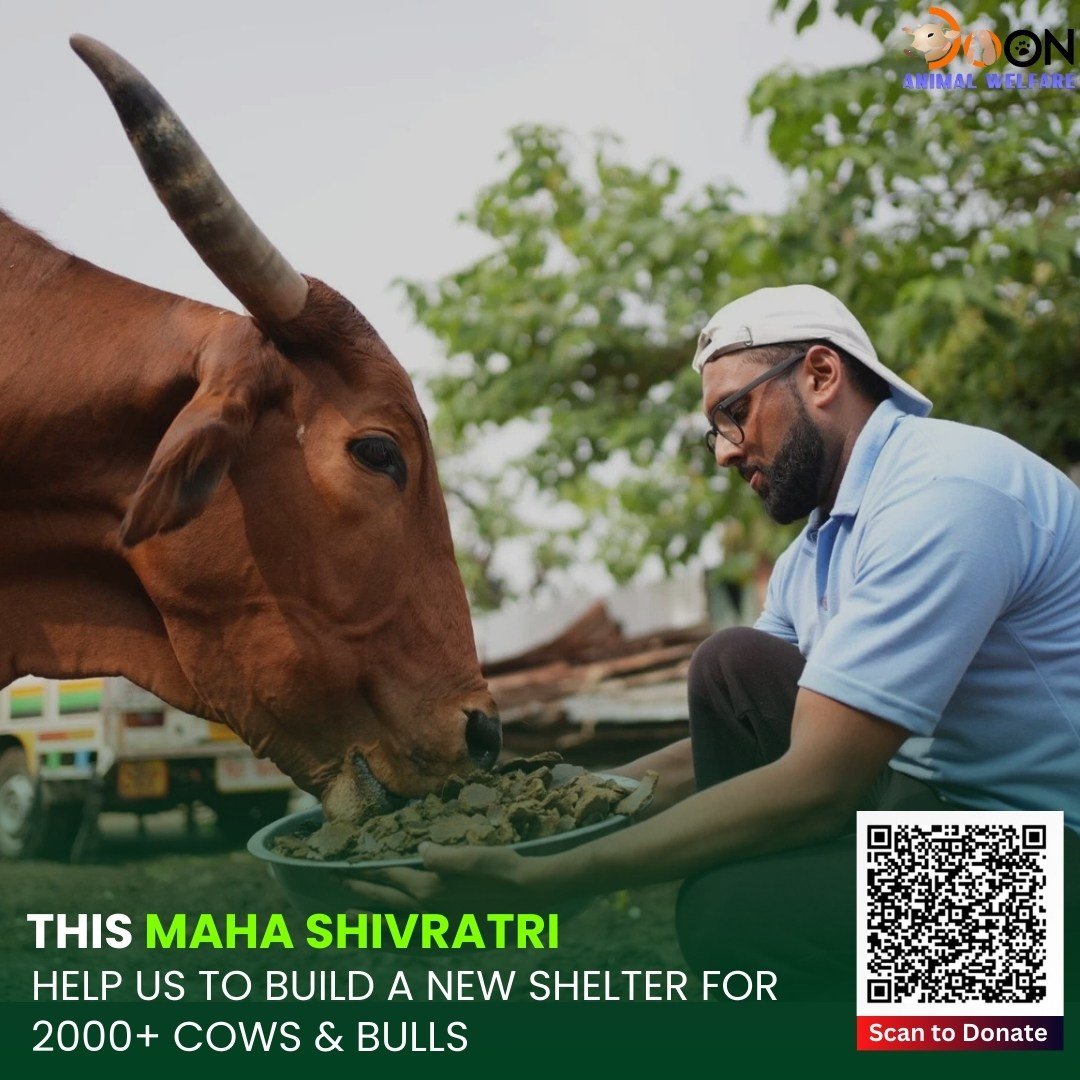 Donate on Shivratri - help to build cow shelter in dehradun