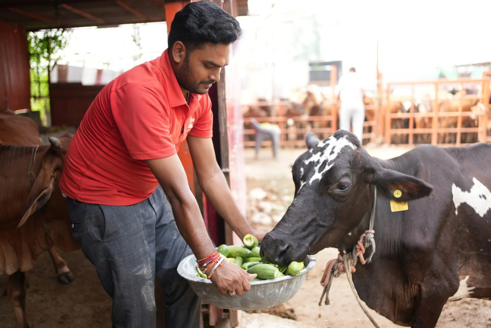Caretaker feeding a cow at the Gaushala