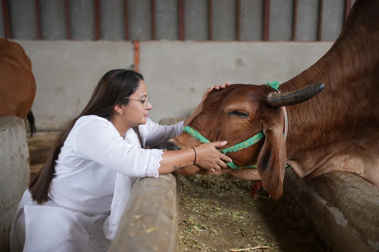Animals at Doon Animal Welfare Foundation Gaushala