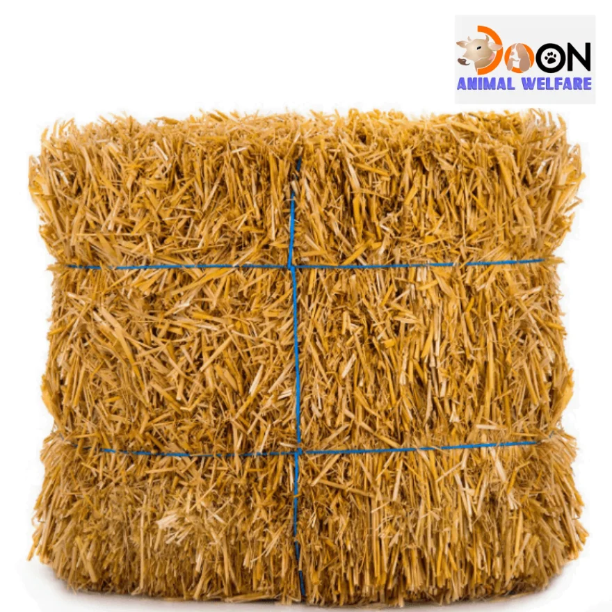 Dry Grass