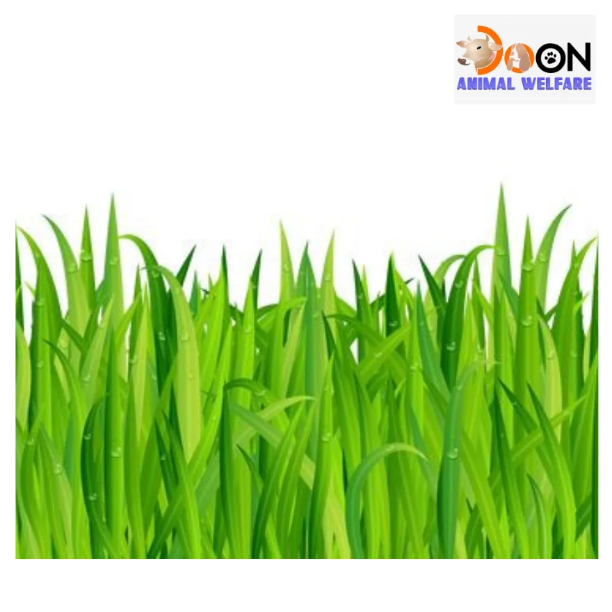 Green Grass