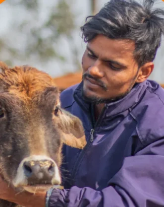 Cow feeding at Doon Animal Welfare Foundation