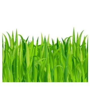 Fresh Grass