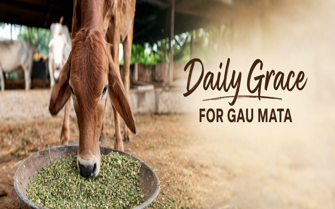 Daily Grace for Gau Mata Seva